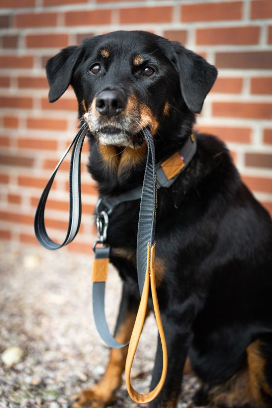 Seleverkstedet Link Dog Lead Grå/Brun 160 cm