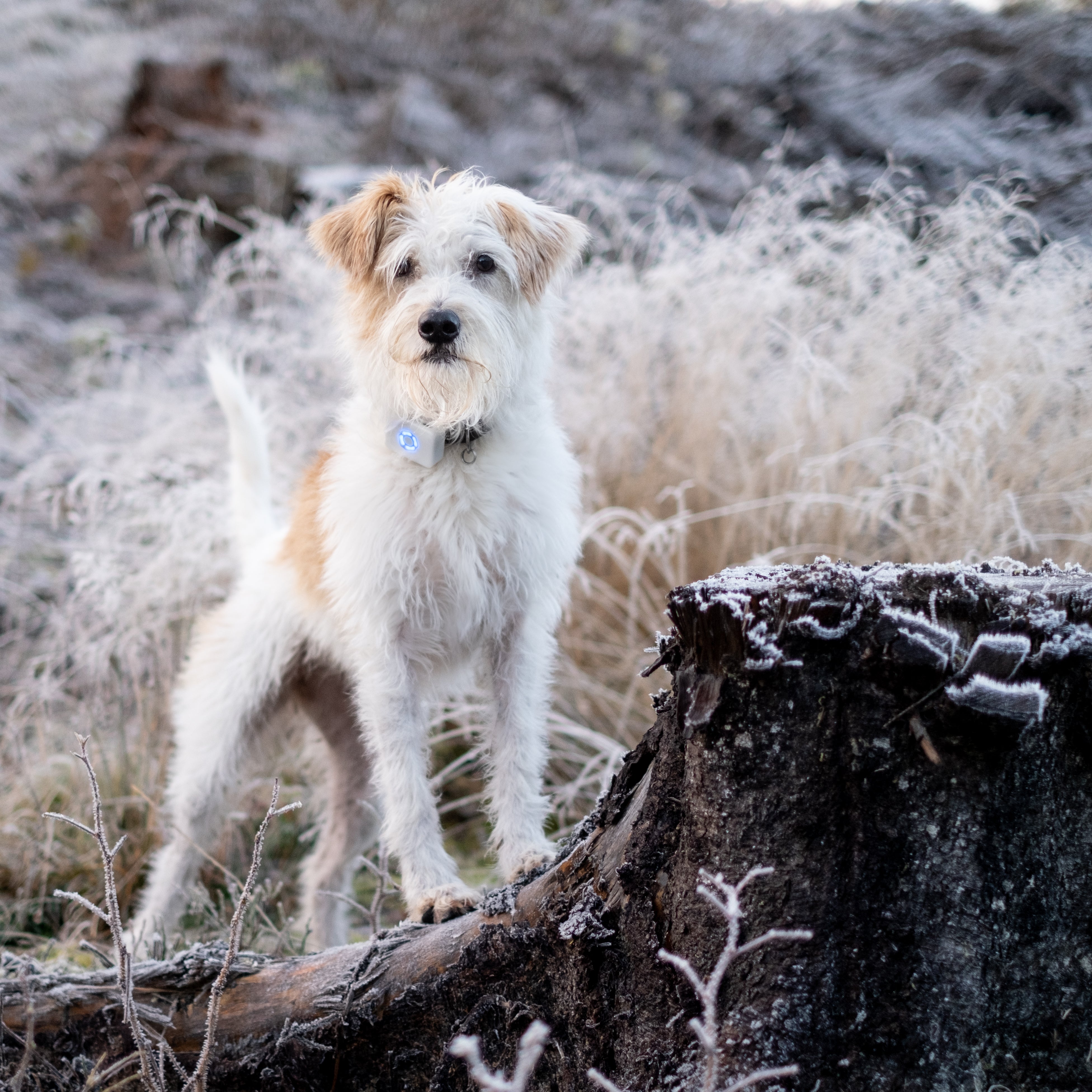 Lildog - Lilbit - GPS Hund