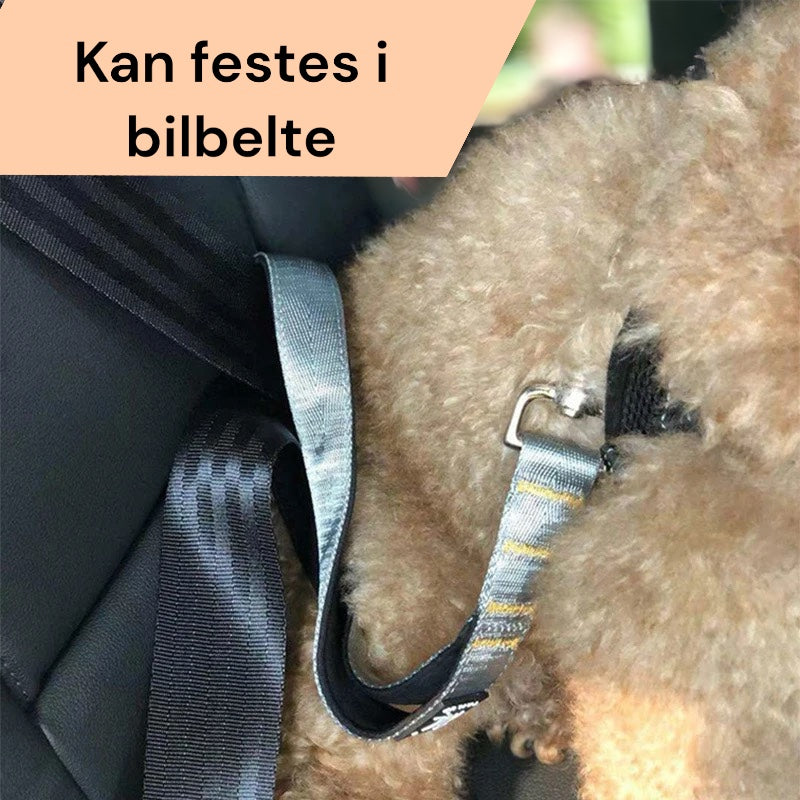 Kort bånd hund - Kort kobbel
