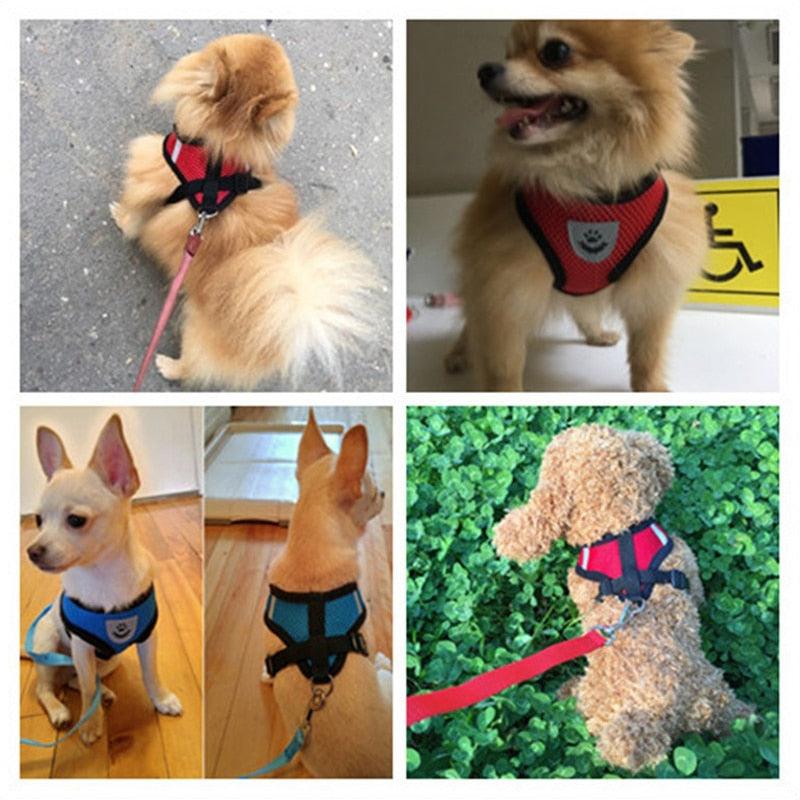 Hundesele til små hunder - Sele til katt - Hundevennen