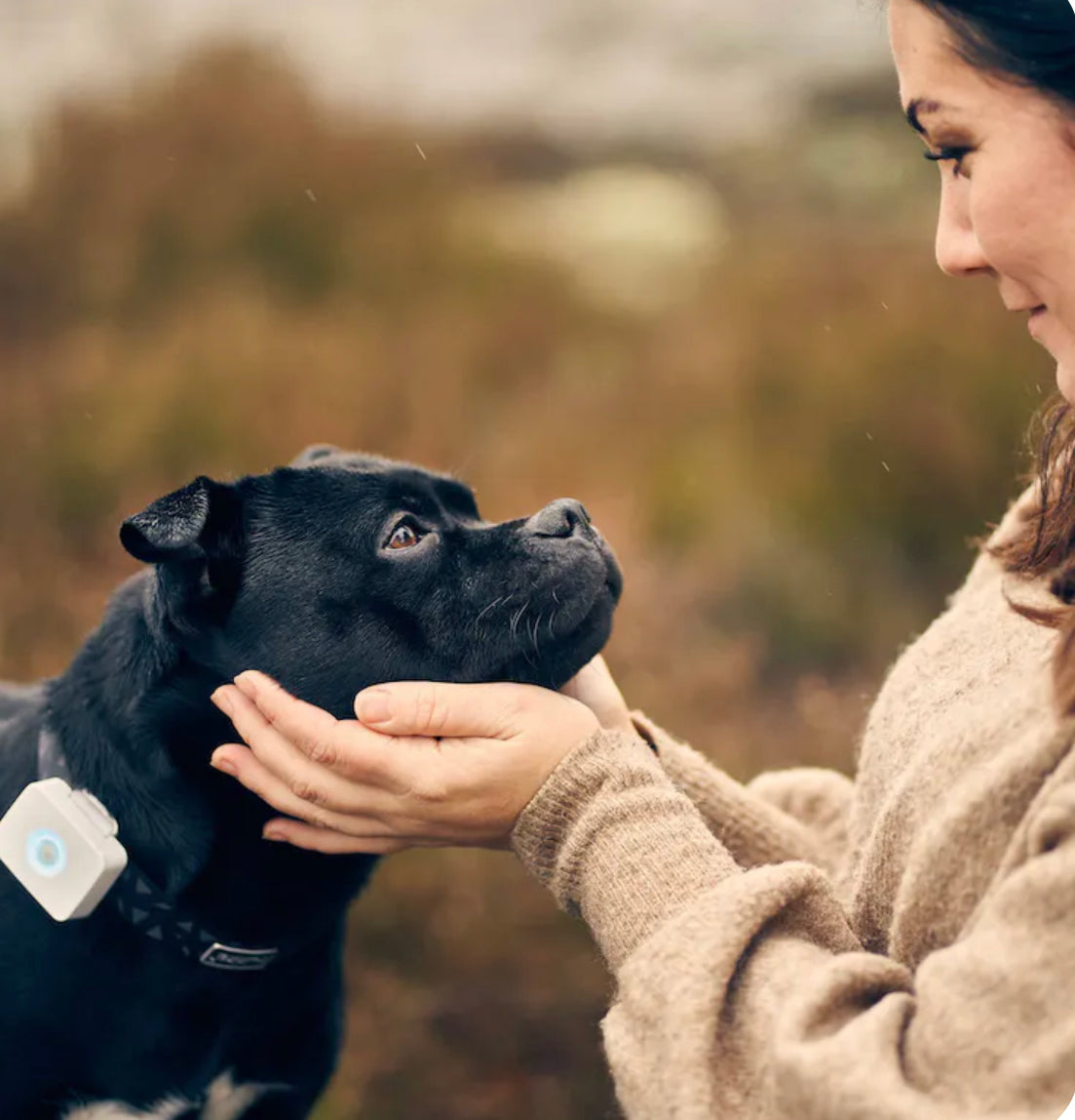 Lildog - Lilbit - GPS Hund - Hundevennen