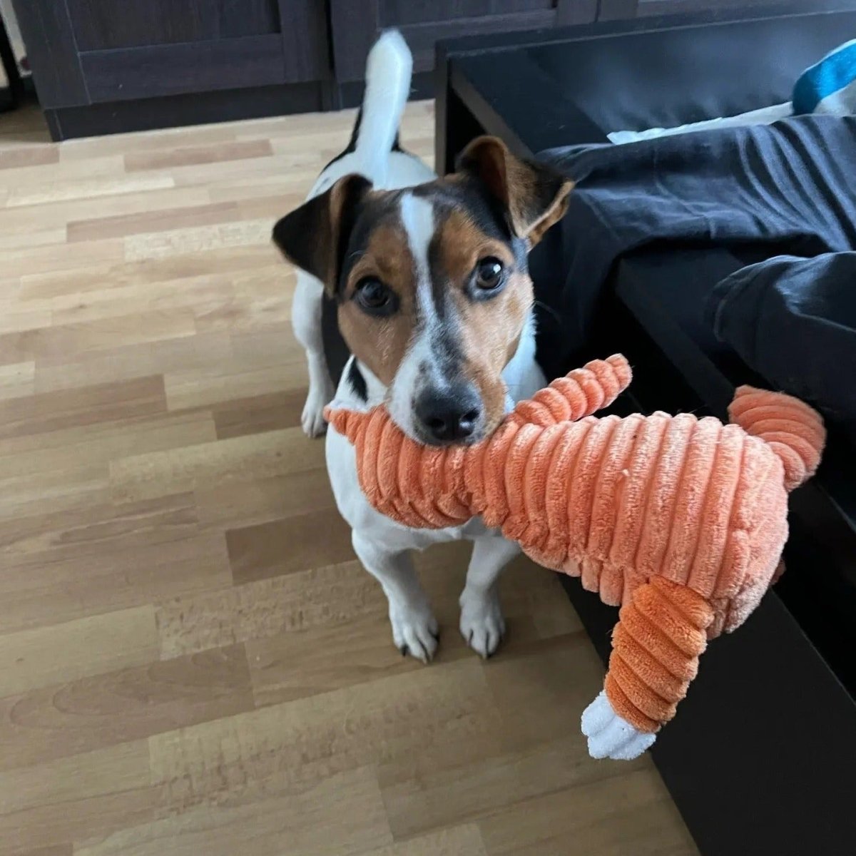 Hundeleke med lyd - Kosebamse med lyd - Hundevennen