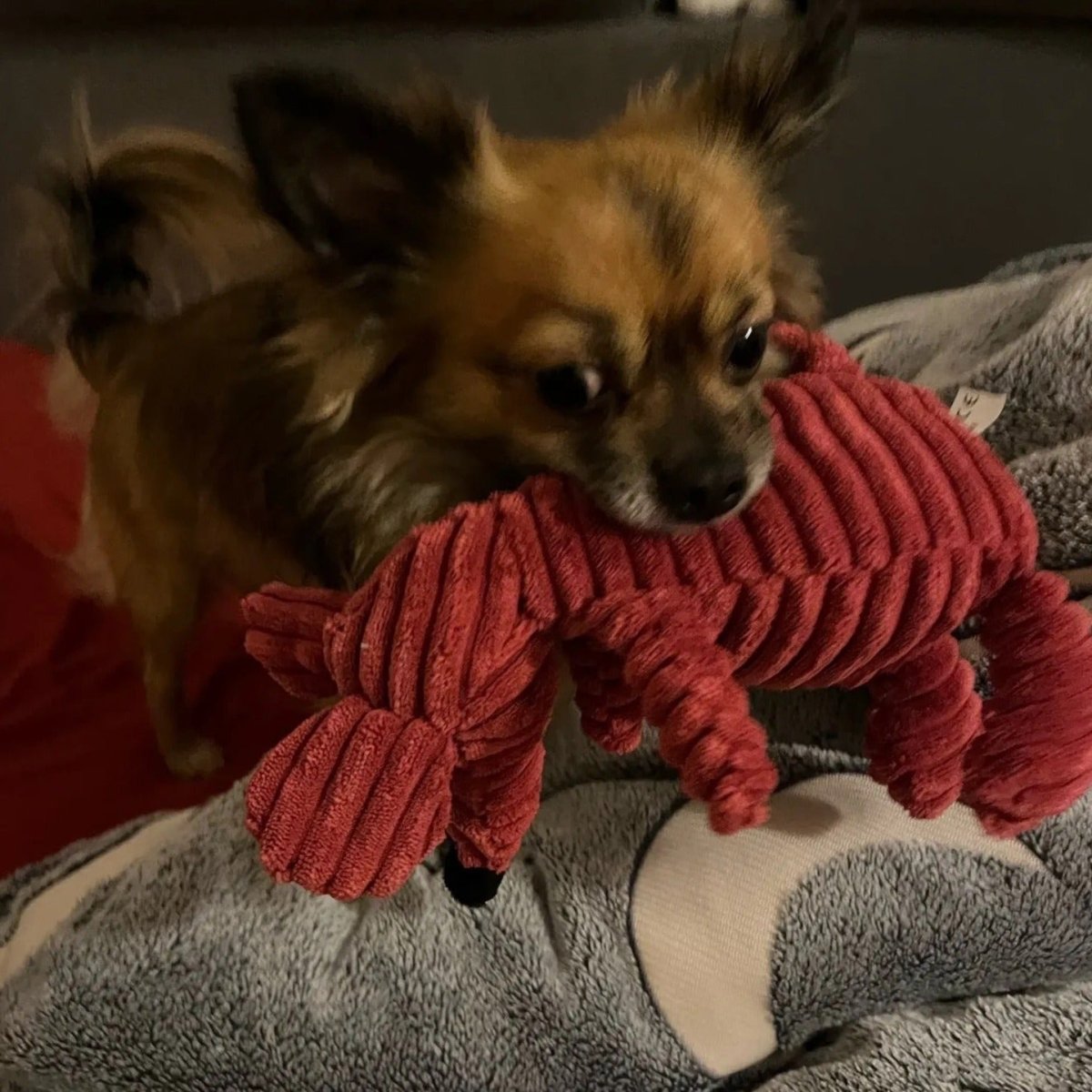 Hundeleke med lyd - Kosebamse med lyd - Hundevennen