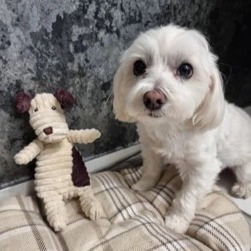 Hundeleke med lyd - Kosebamse med lyd - Hundevennen