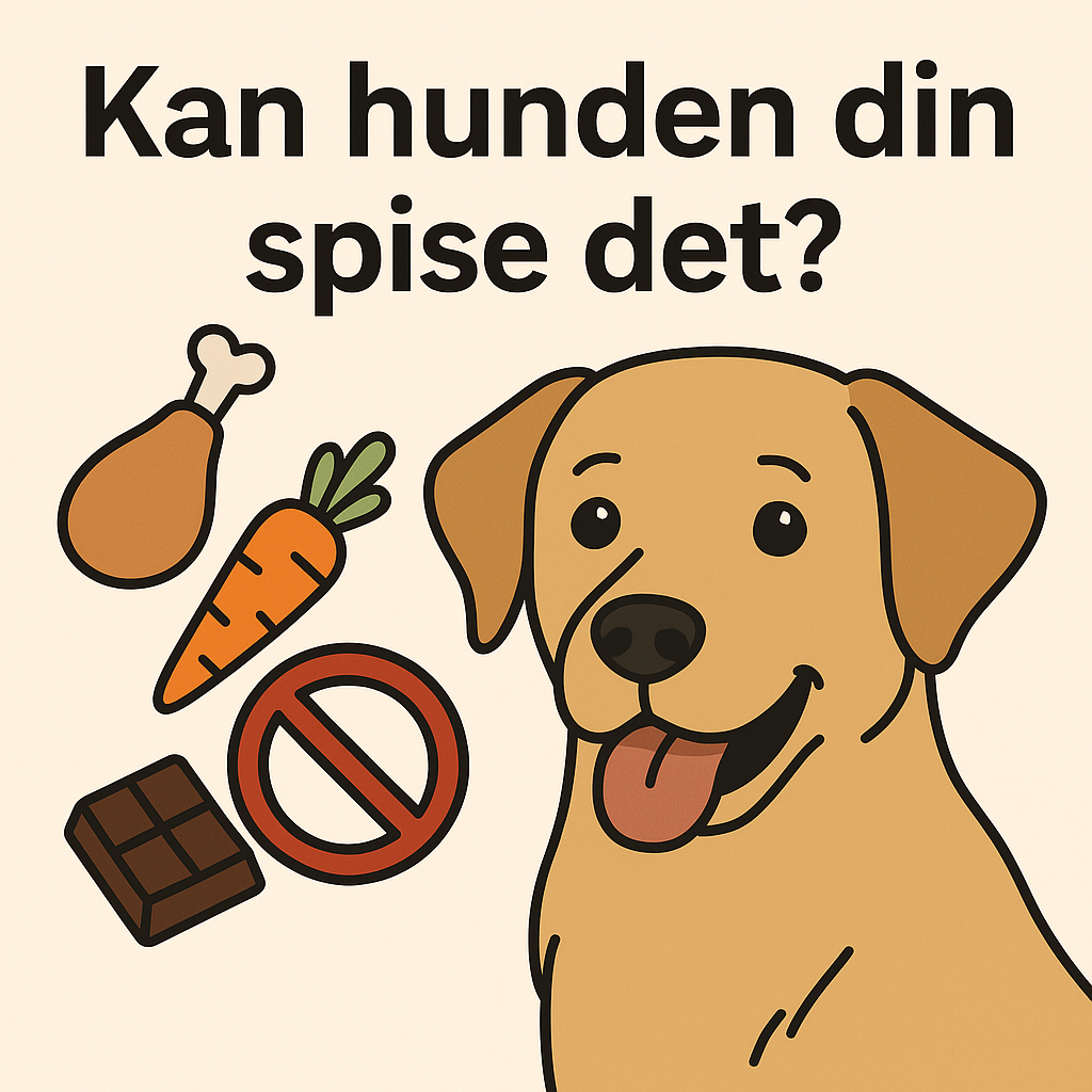 Kan hunden din spise det? – Den store guiden fra Hundevennen.no