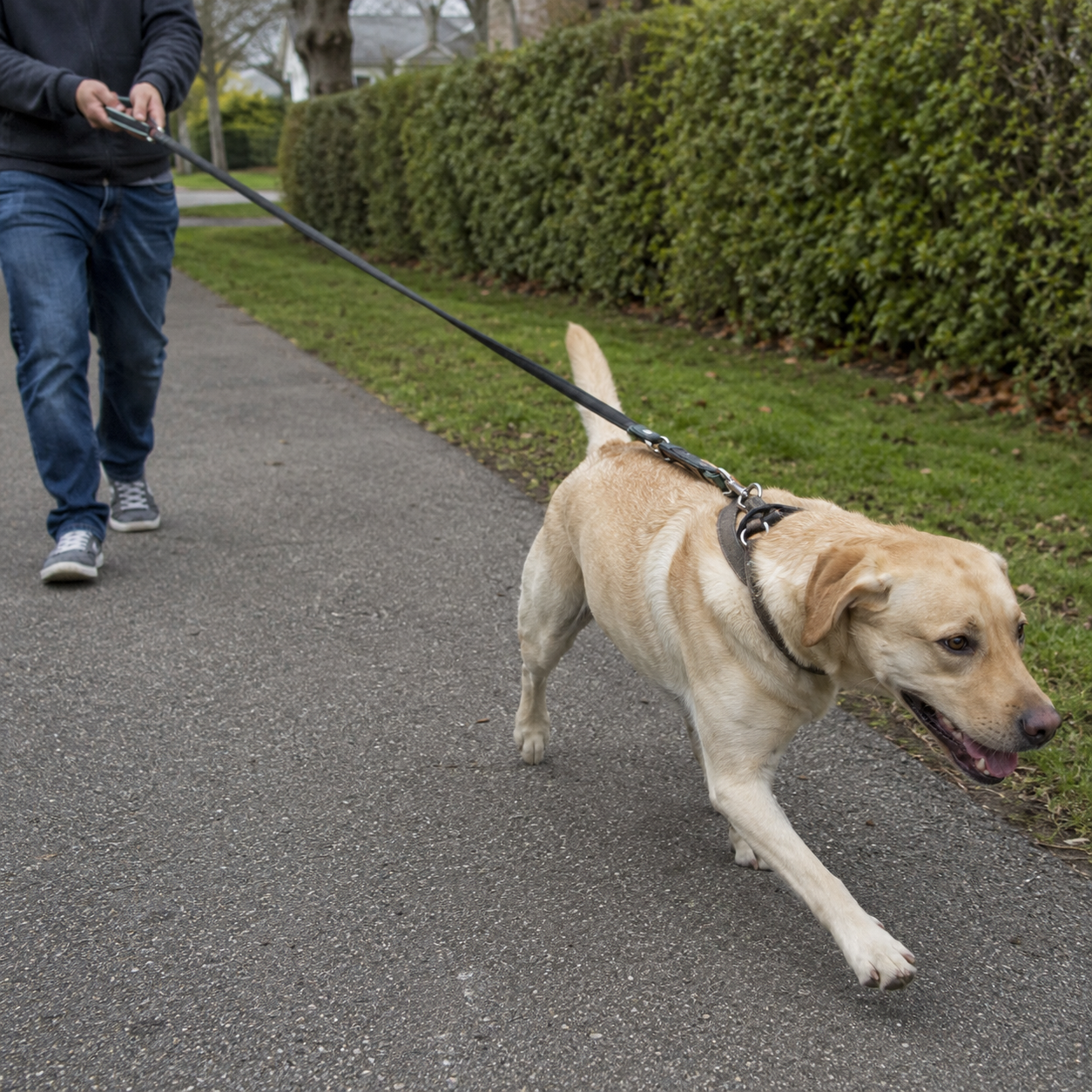 Hund som trekker i bånd? Slik lærer du hunden å gå pent