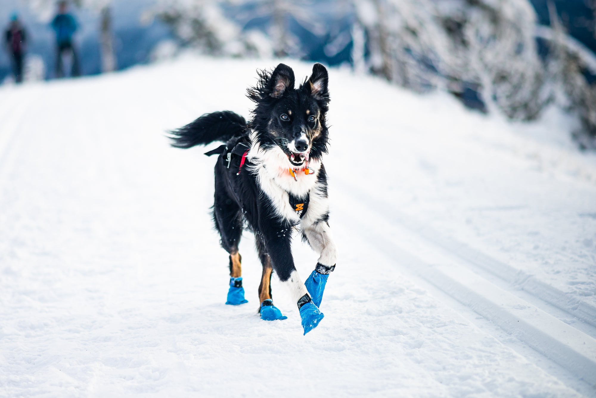 Non-Stop Dogwear Long Distance Bootie 4-pk