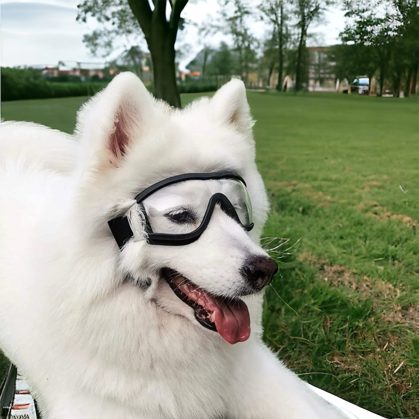 Briller til hund - Klart eller mørkt glass