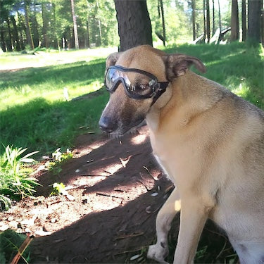Briller til hund - Klart eller mørkt glass