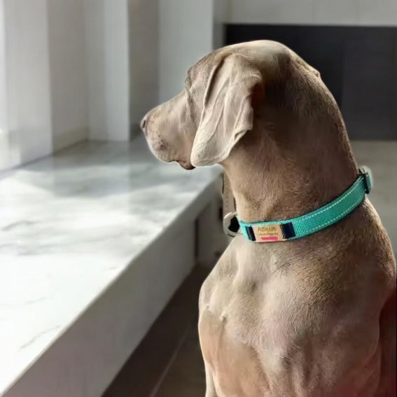 Hundehalsbånd med gravering og refleks