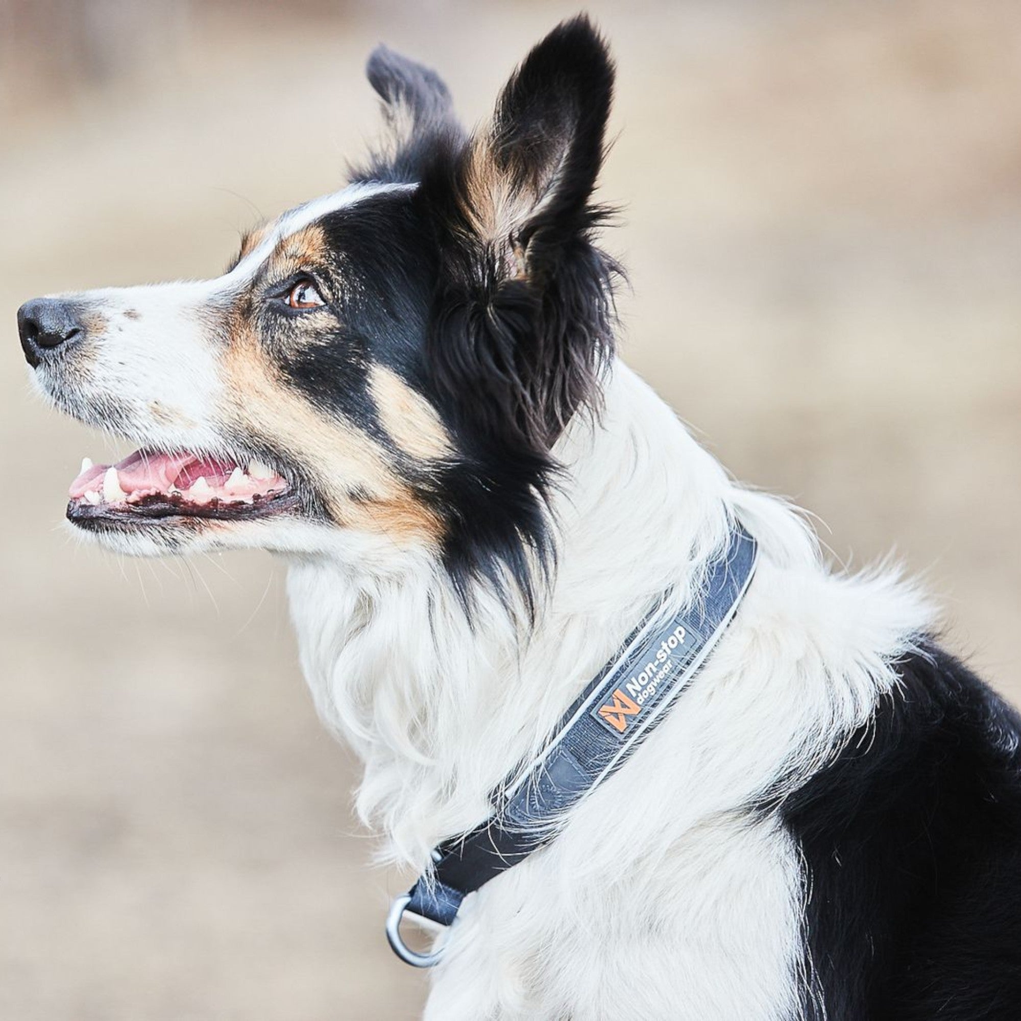 Non-Stop Dogwear Cruise Collar