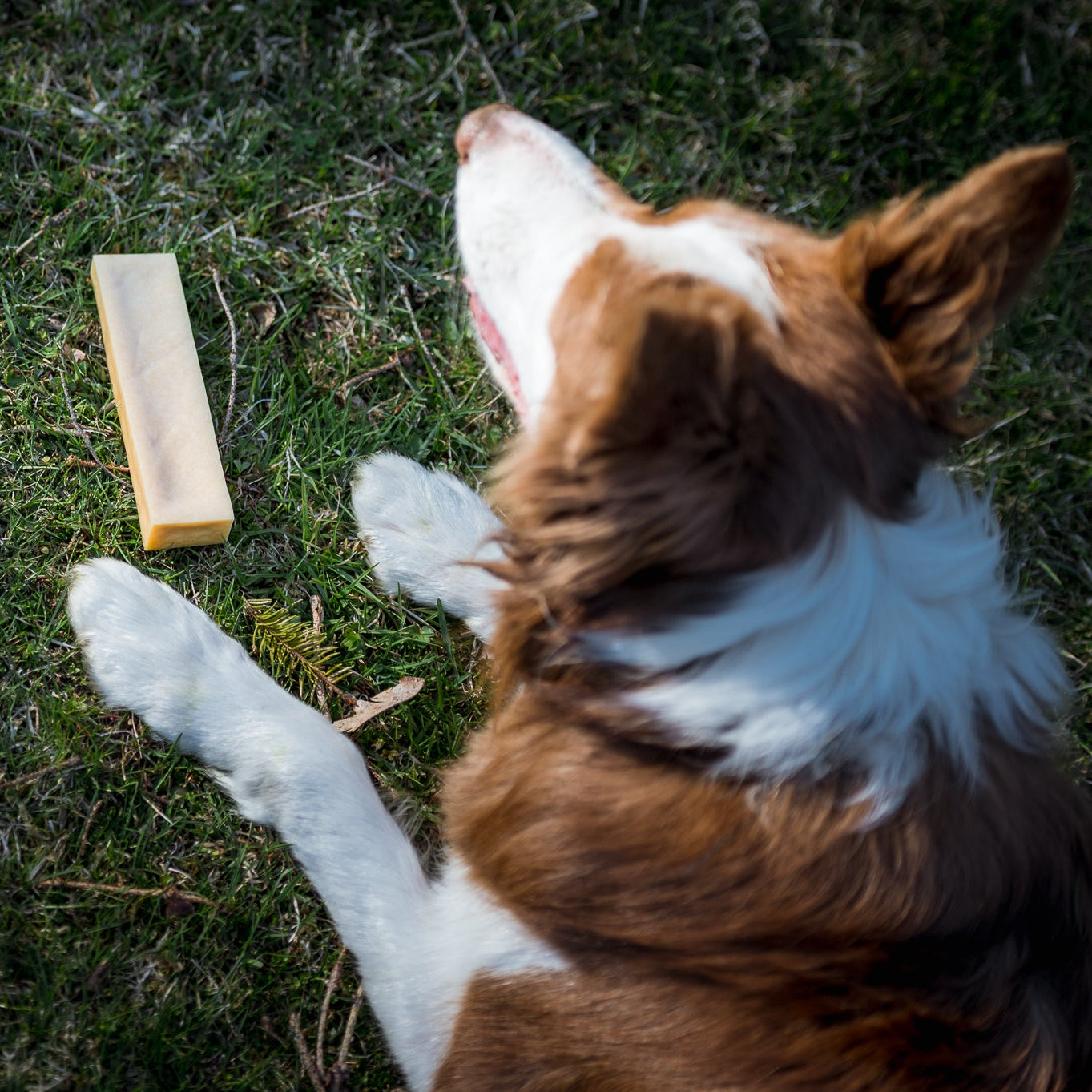 Hi! Dog Chews Nature ostetygg