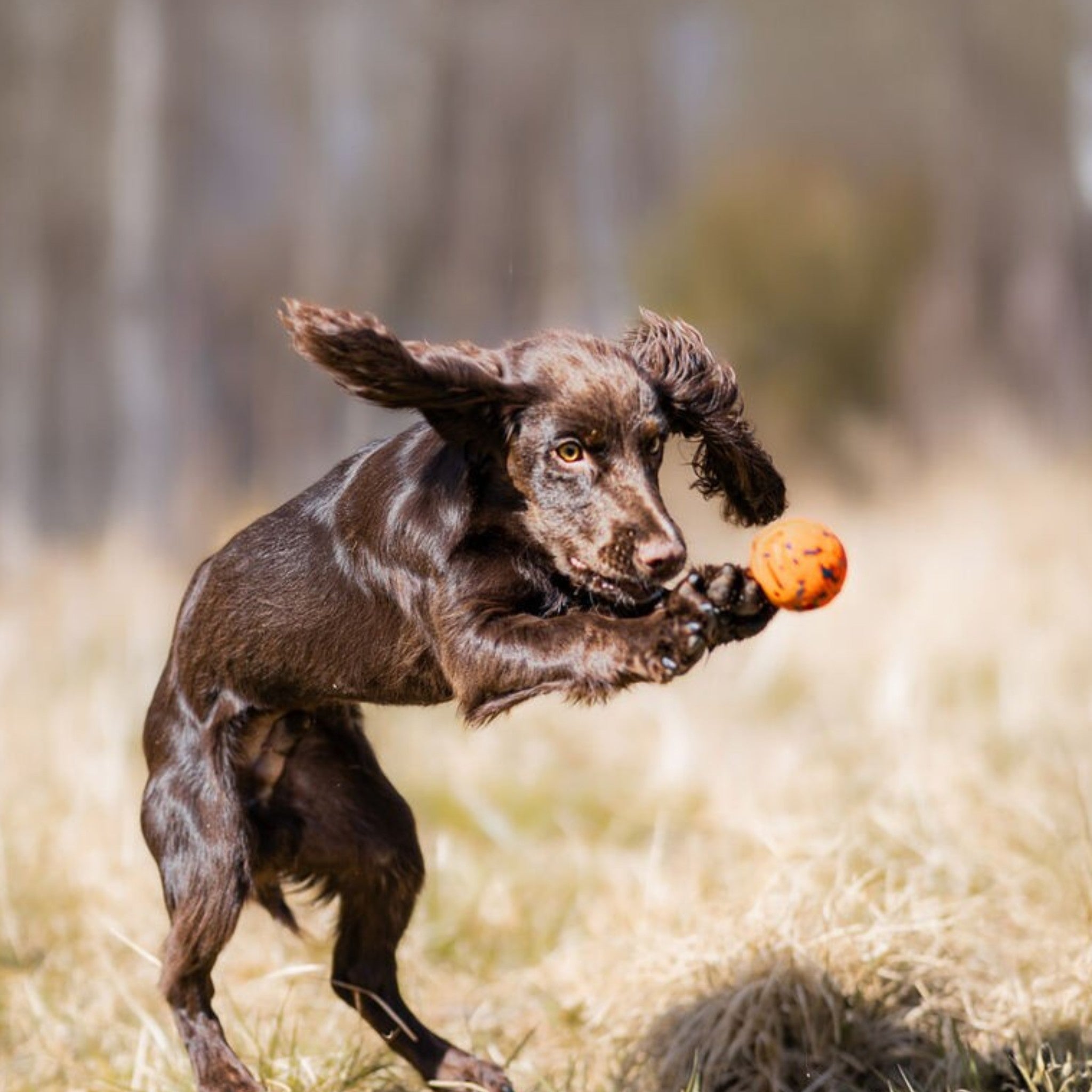 Non-Stop Dogwear Dog ball