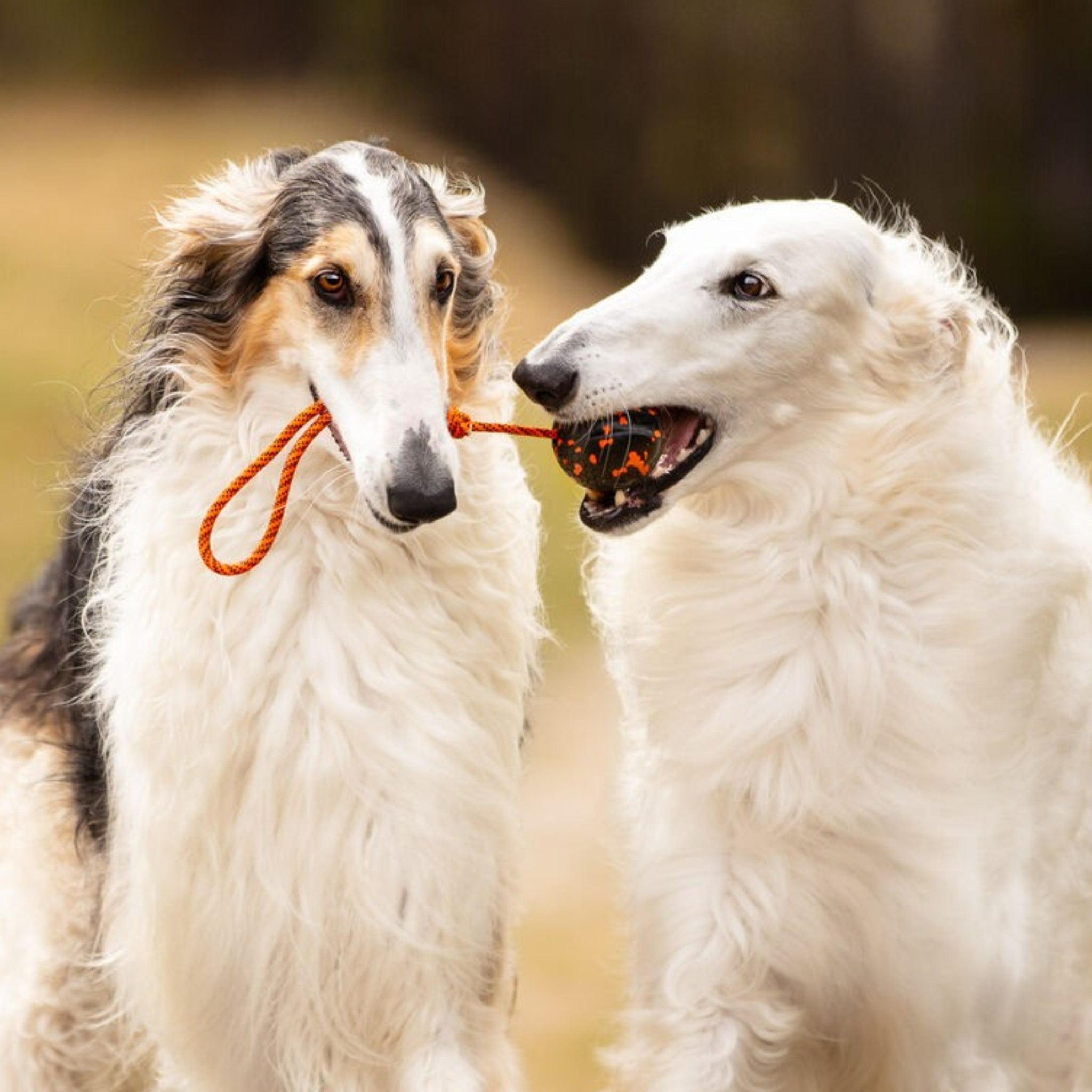 Non-Stop Dogwear Dog ball on rope
