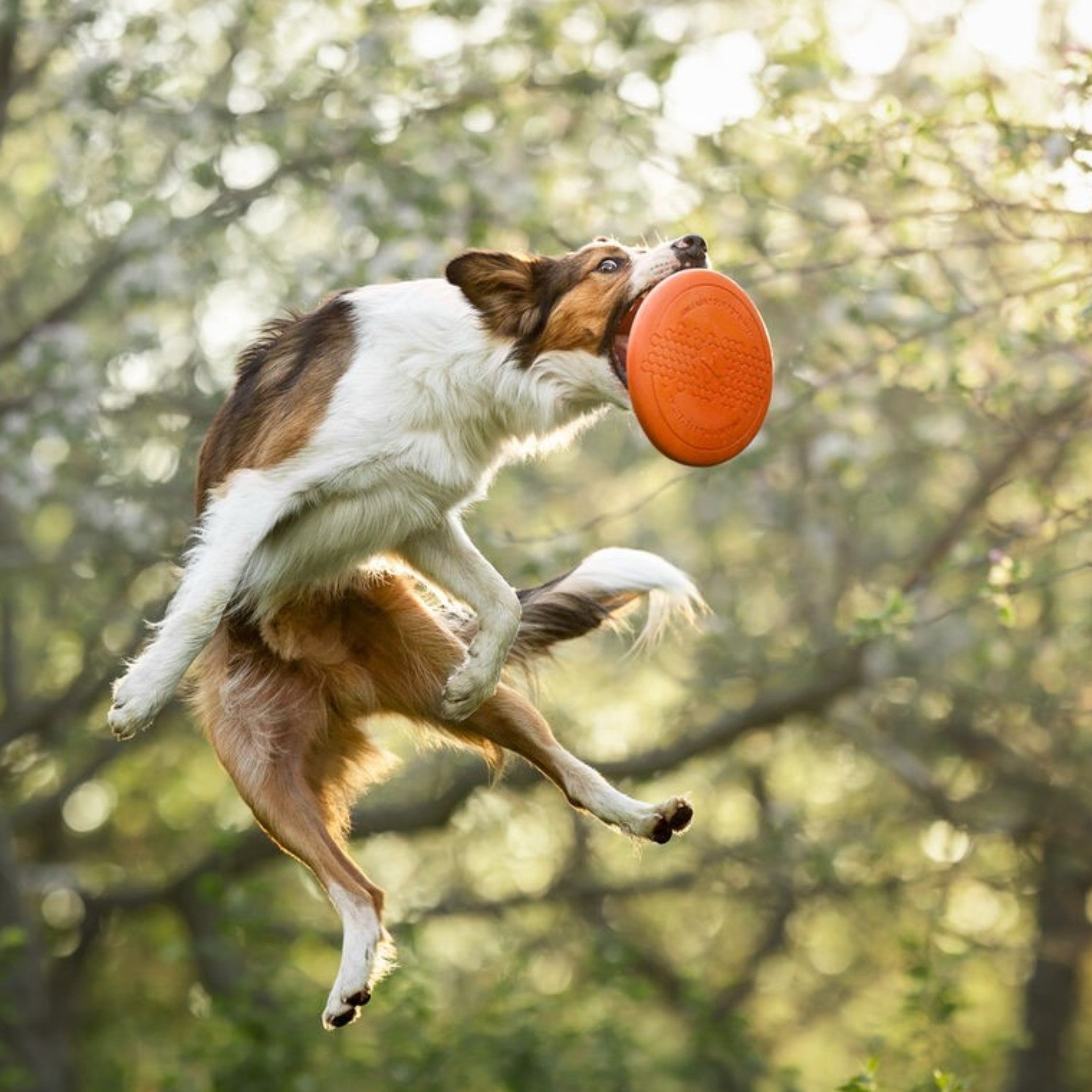 Non-Stop Dogwear Dog flying disc