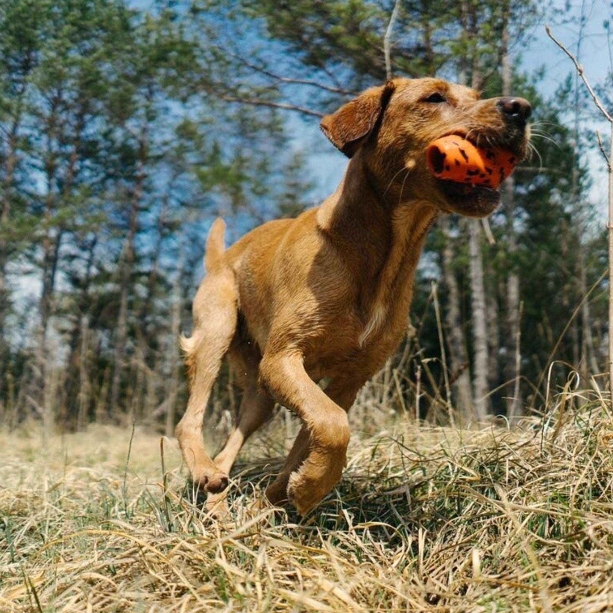 Non-Stop Dogwear Dog throw toy