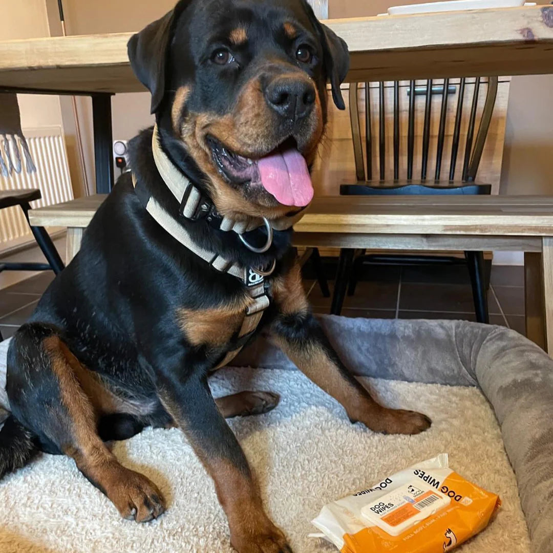 OurPetsLife våtservietter til hund 100 stk