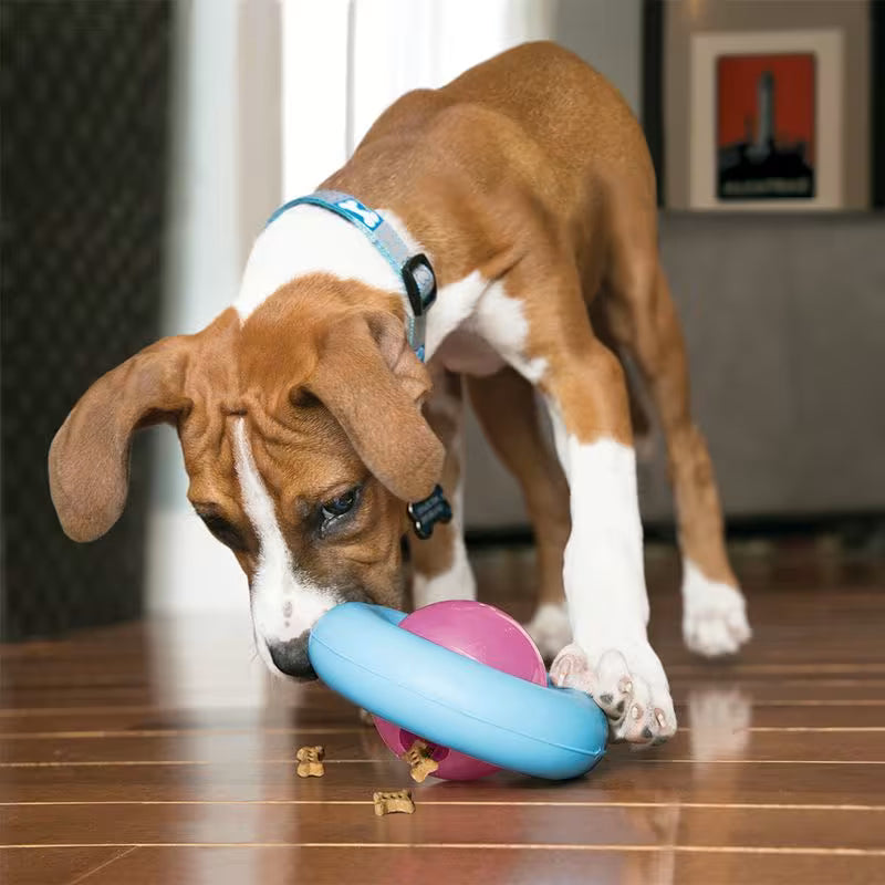 Hund som leker med KONG Puppy Gyro S – aktiviseringsleke til valp