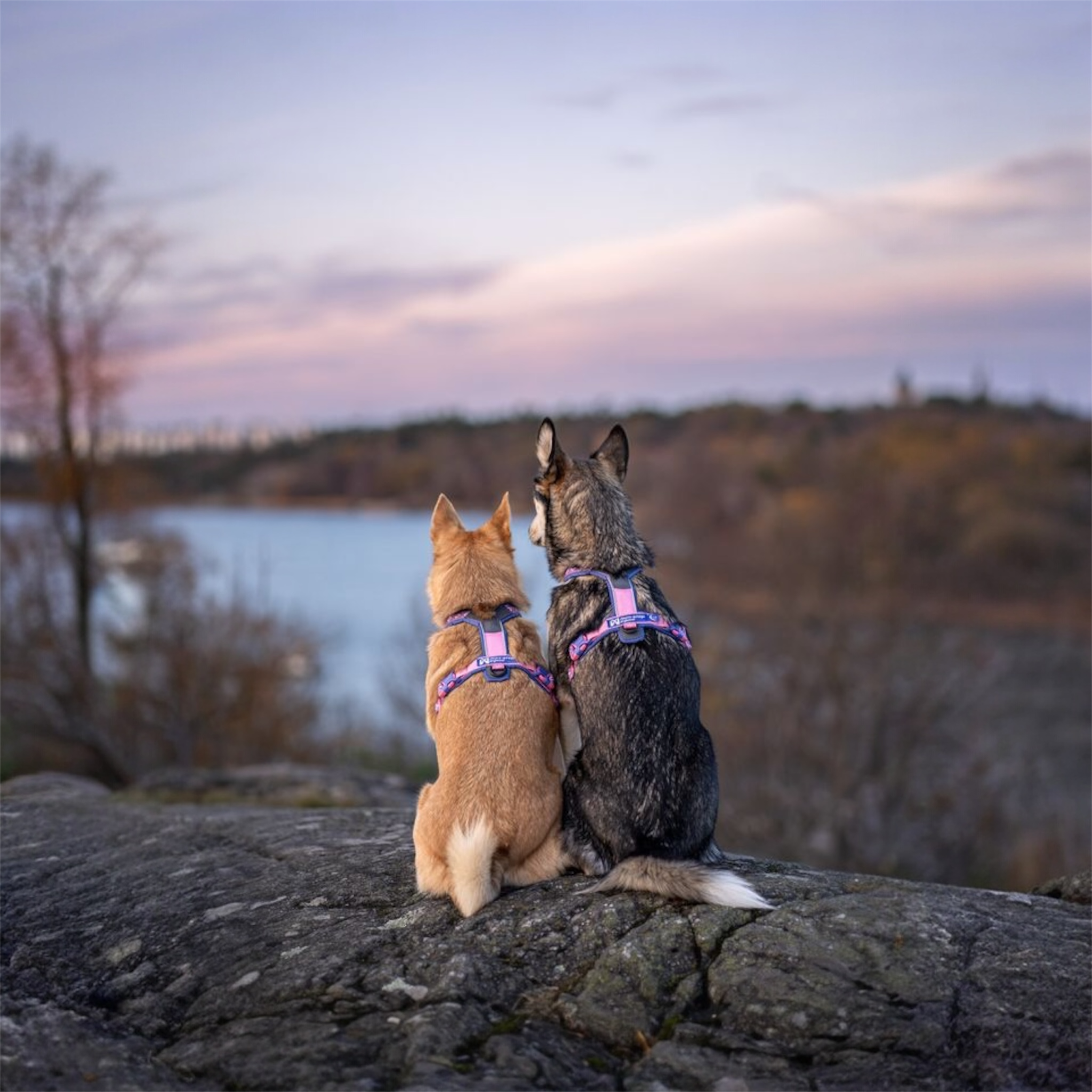 Non-stop Dogwear Line Harness 5.0 – Rachel Pohl Edition