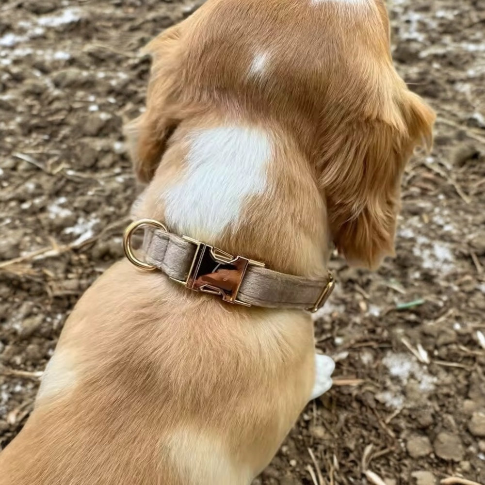 Hundehalsbånd i fløyel med gullspenne