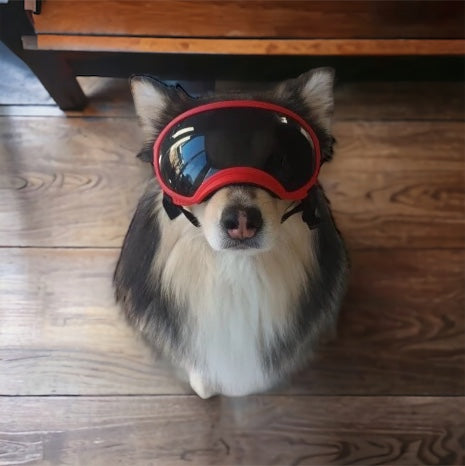 Solbriller til hund - Helt glass