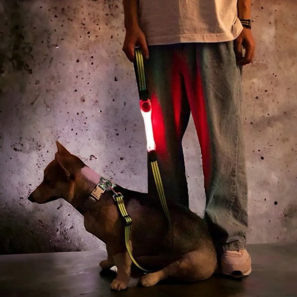 LED sikkerhetslys til hund – passer til halsbånd, sele og bånd