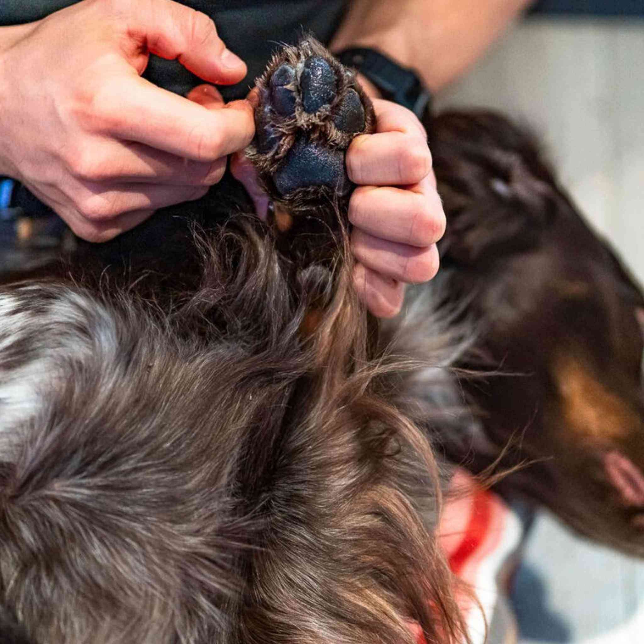 Non-stop dogwear Paw care potesalve til hund