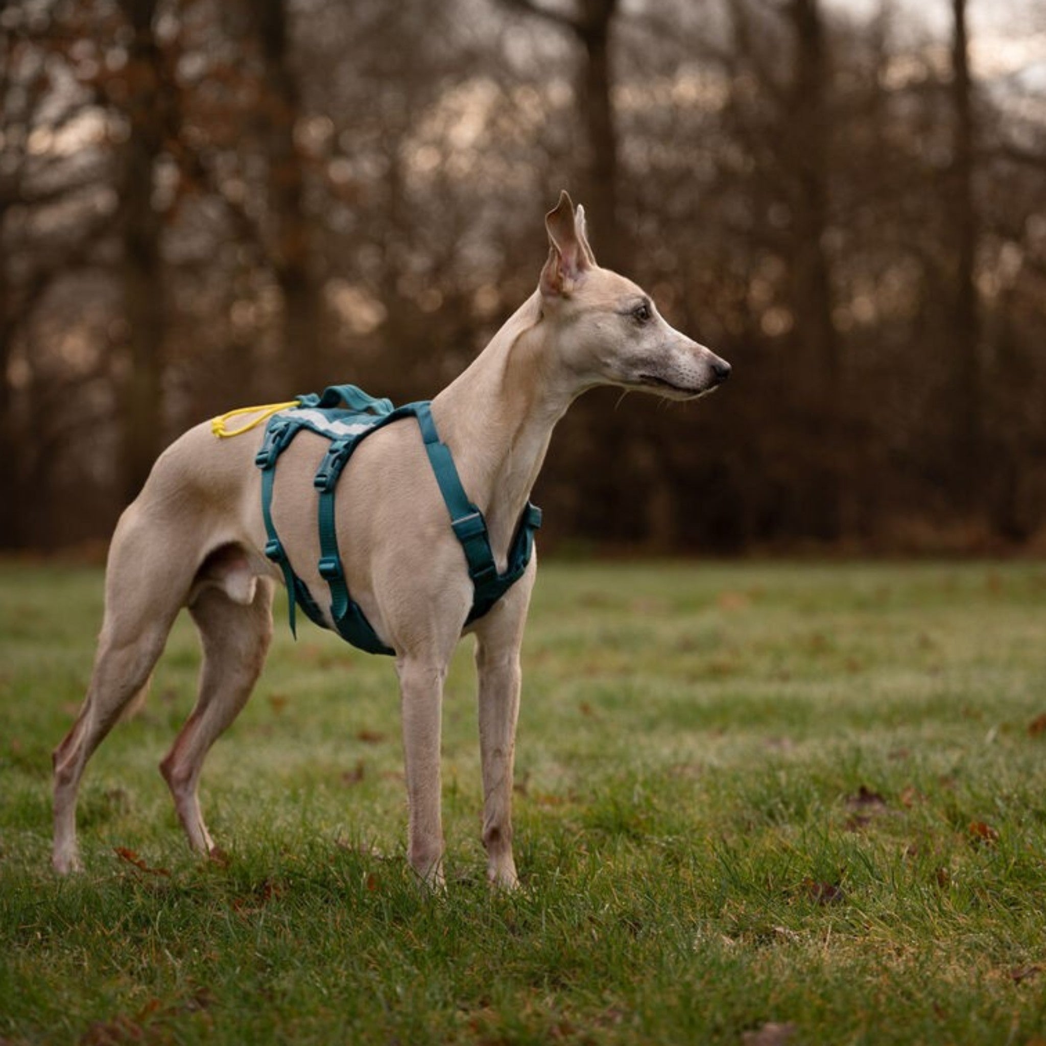 Non-Stop Dogwear Ramble harness long