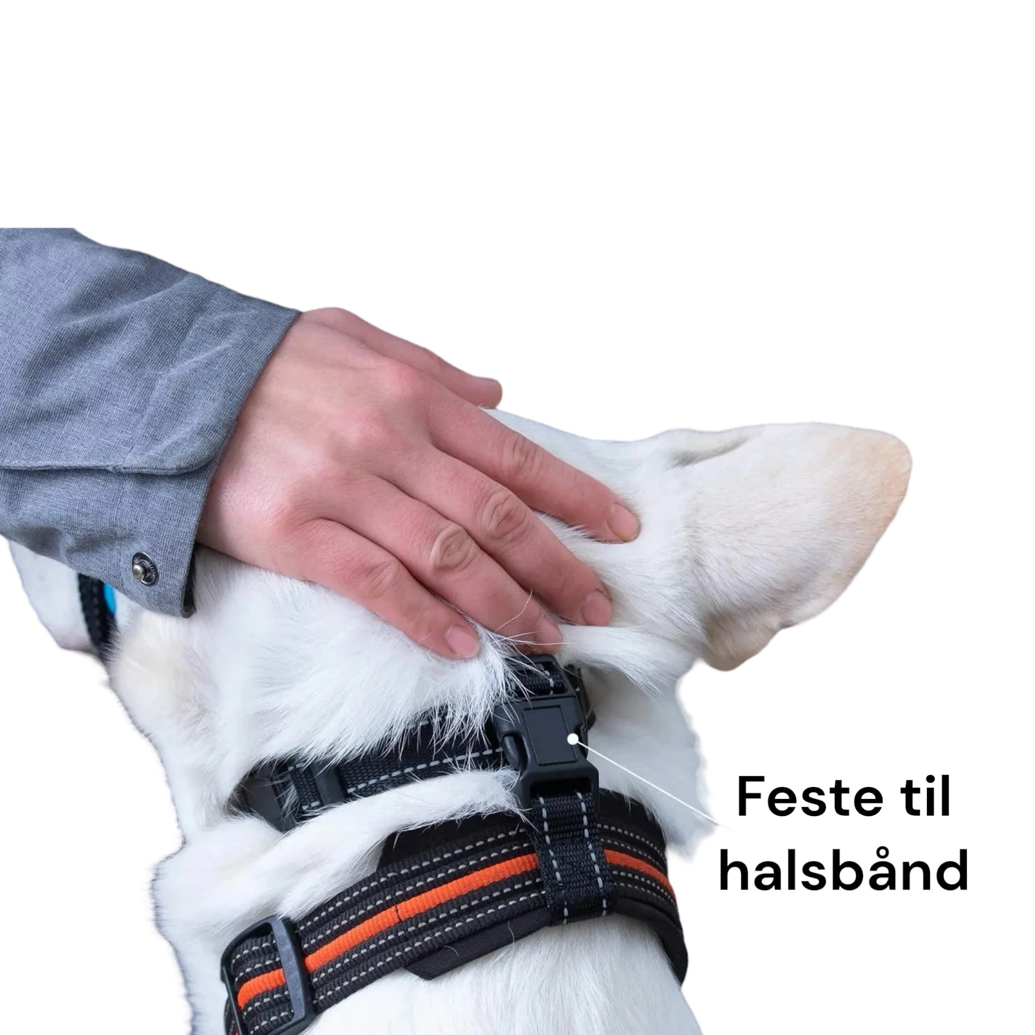 Snutesele