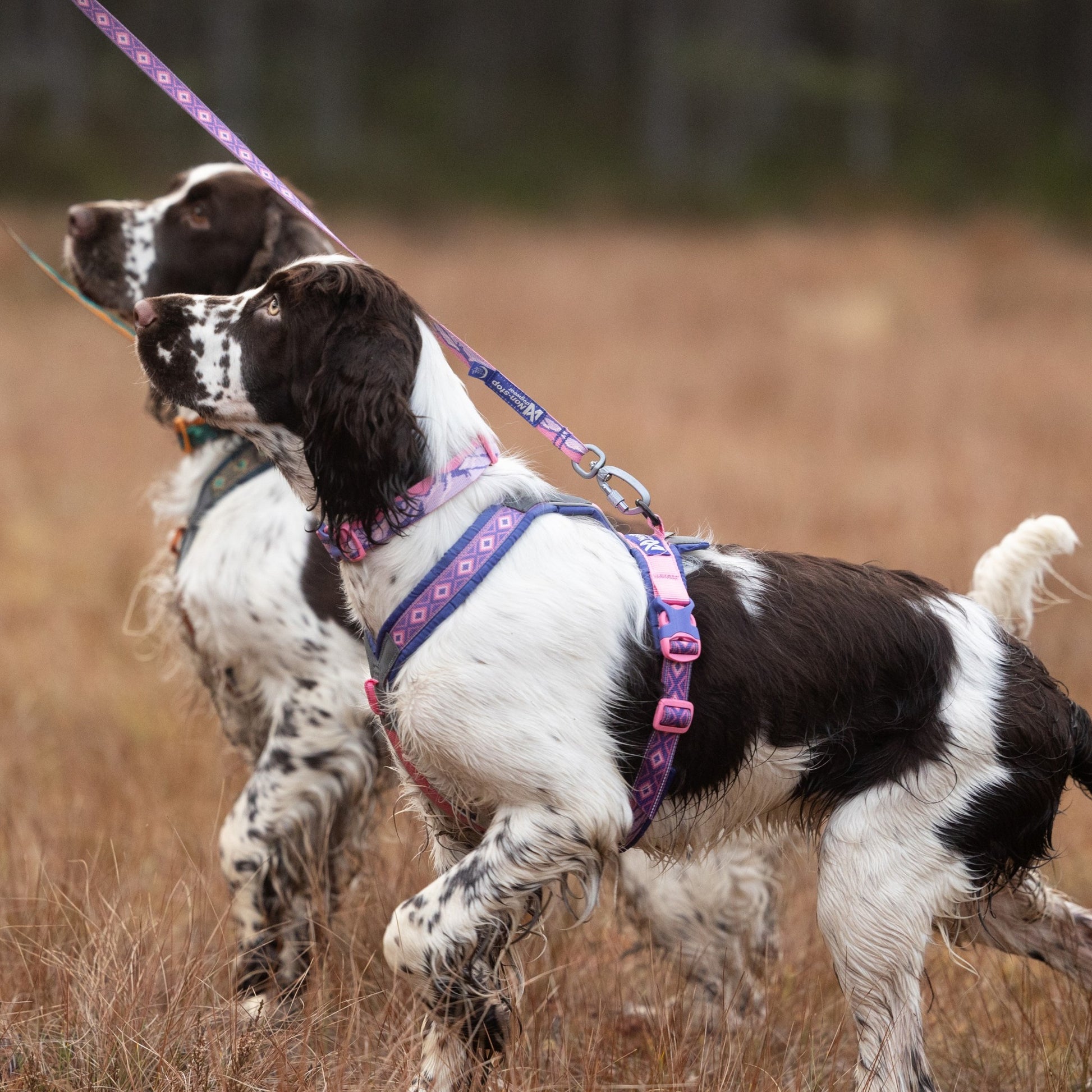 Non-stop Dogwear Trail Quest Leash Rachel Pohl Edition hundebånd med polstret håndtak og reflekterende detaljer