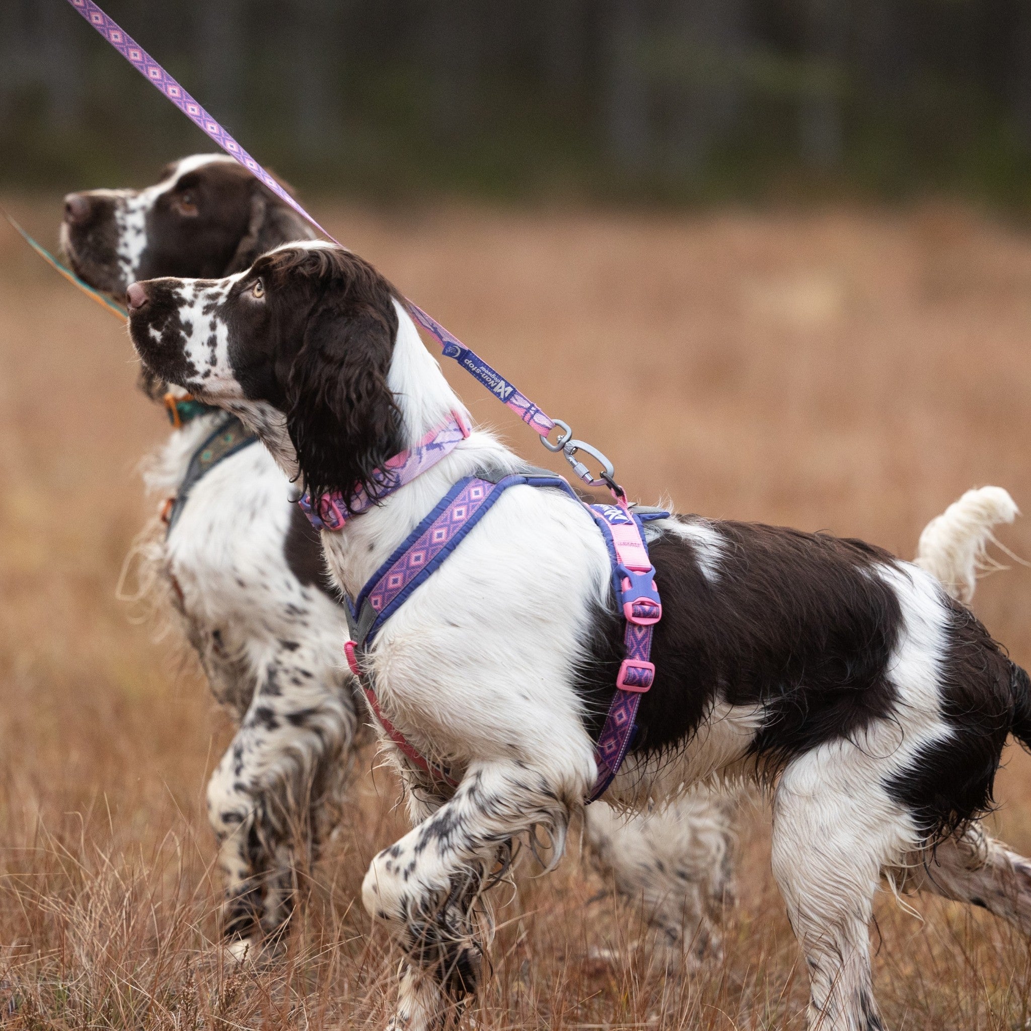 Non-Stop Dogwear Trail quest leash Rachel Pohl edition