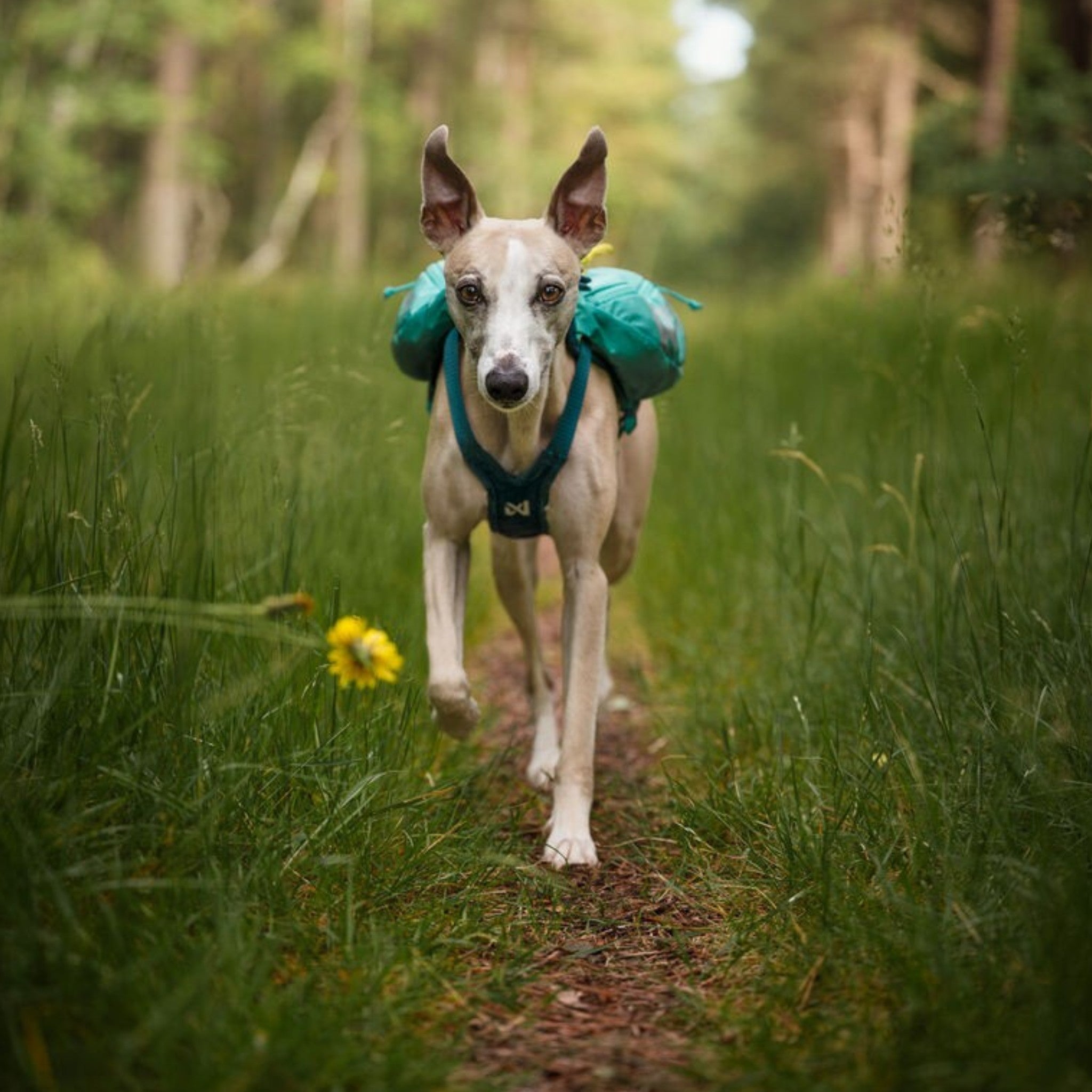 Non-Stop Dogwear Trail light dog backpack