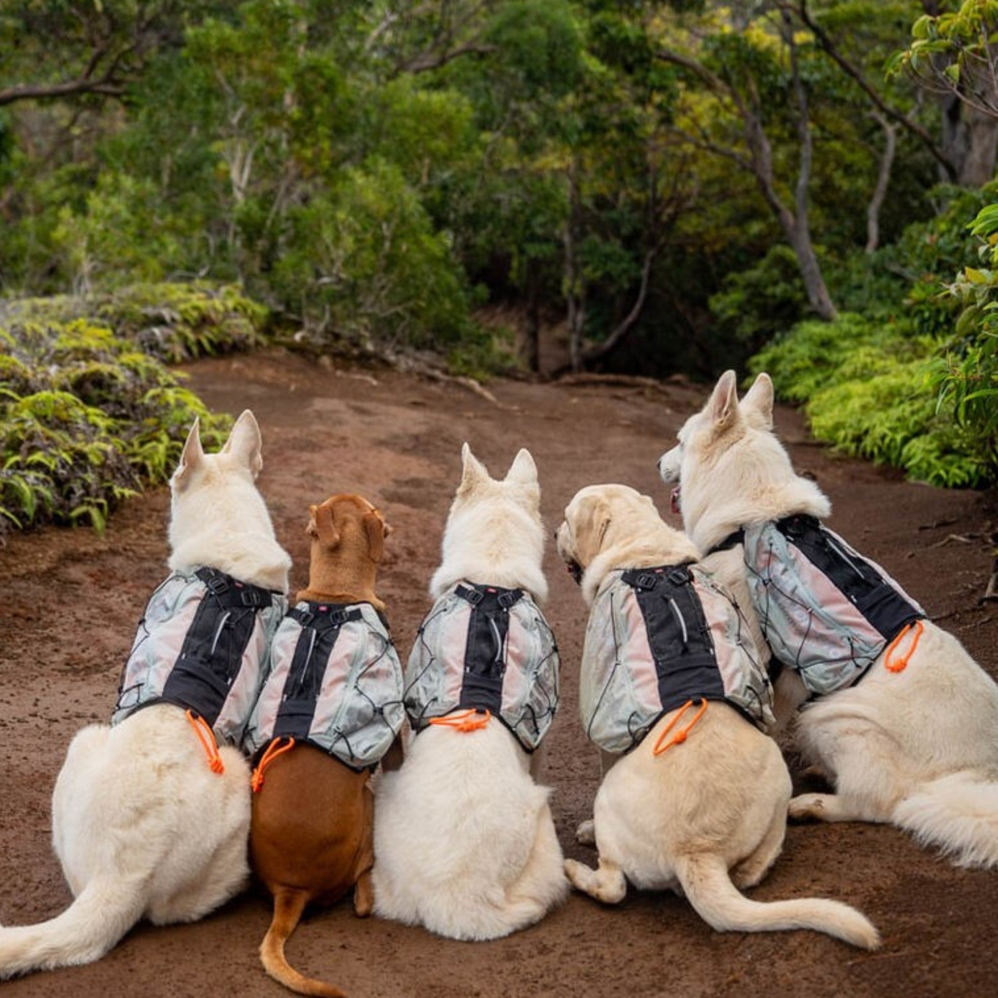 Non-Stop Dogwear Trail light dog backpack