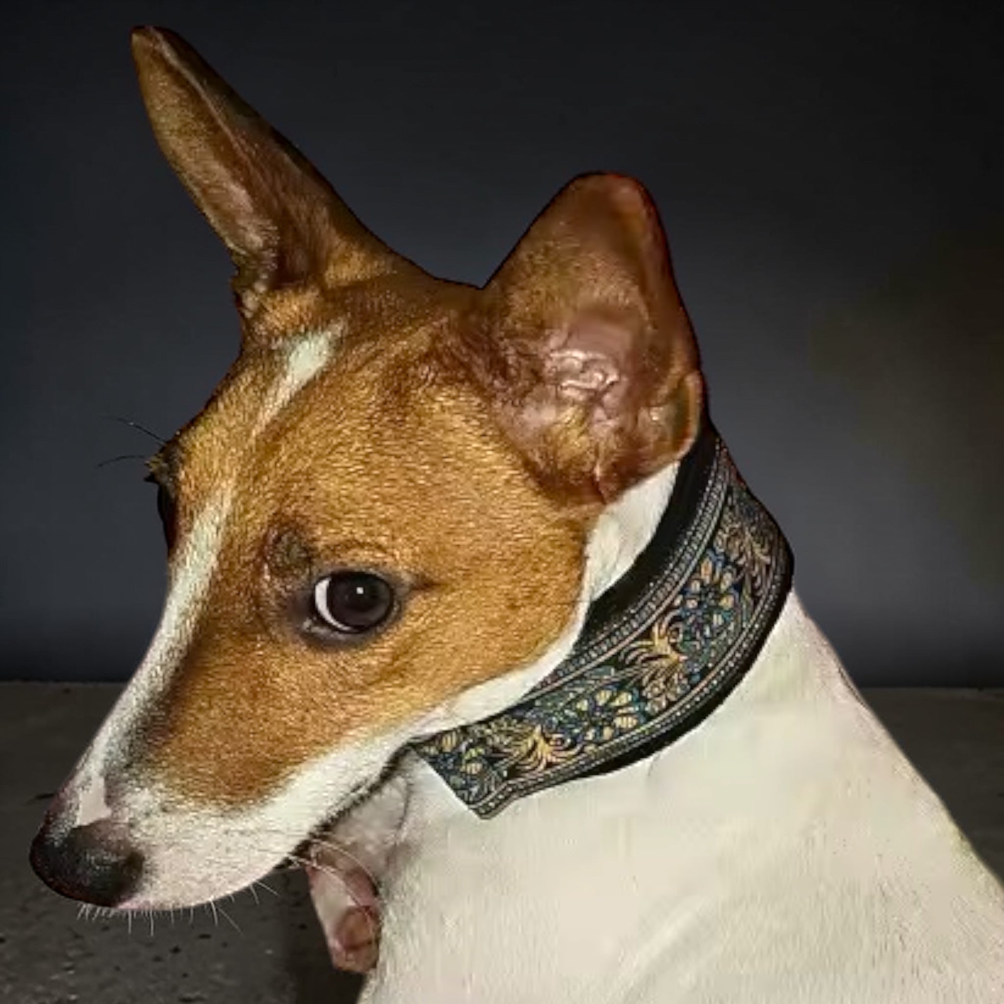 Halvstruphalsbånd for whippet