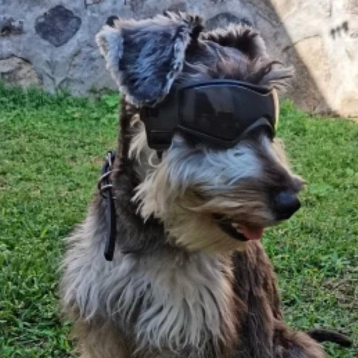 Briller hund - Solbriller hund - Doggles Dogshadez - Hundevennen