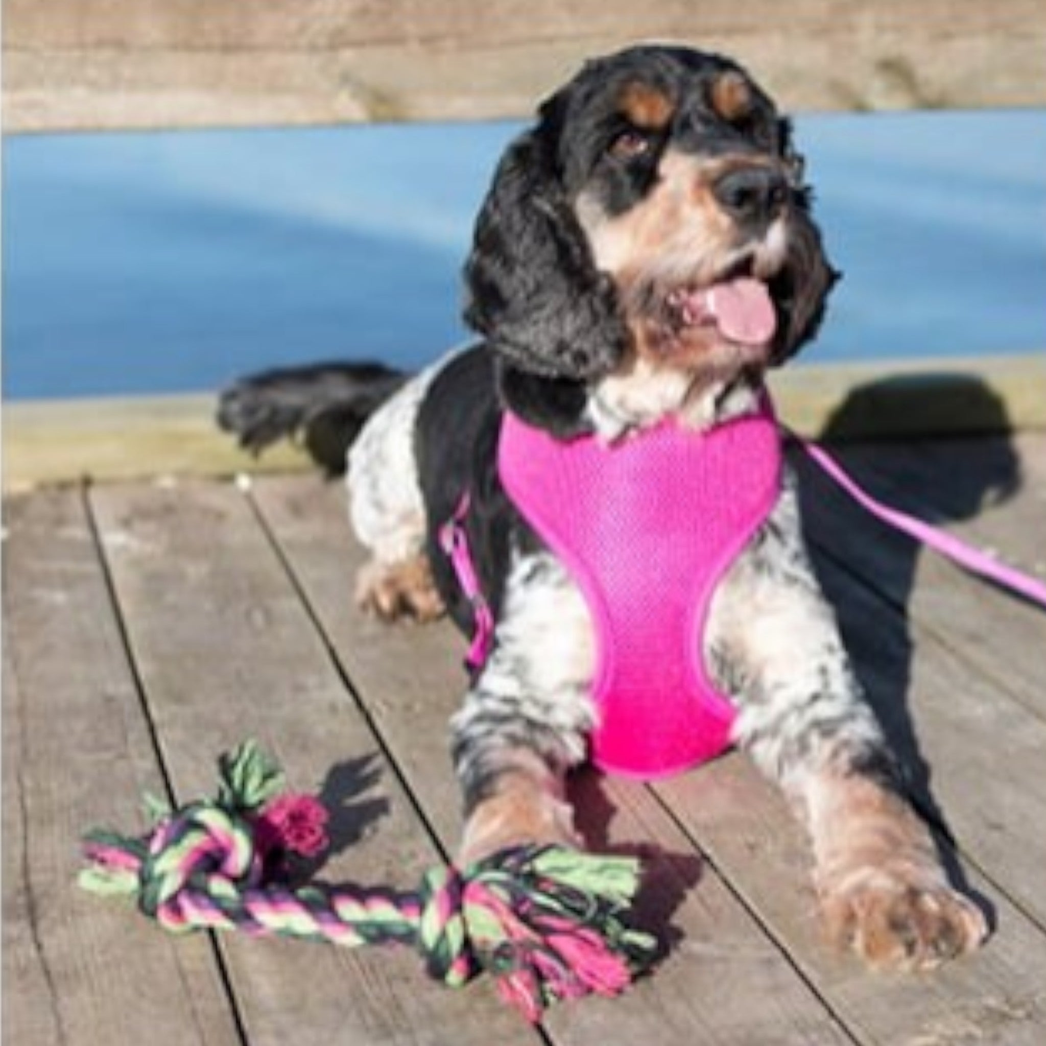 Hundesele i mesh – Iris fra Dogman (XS–L)