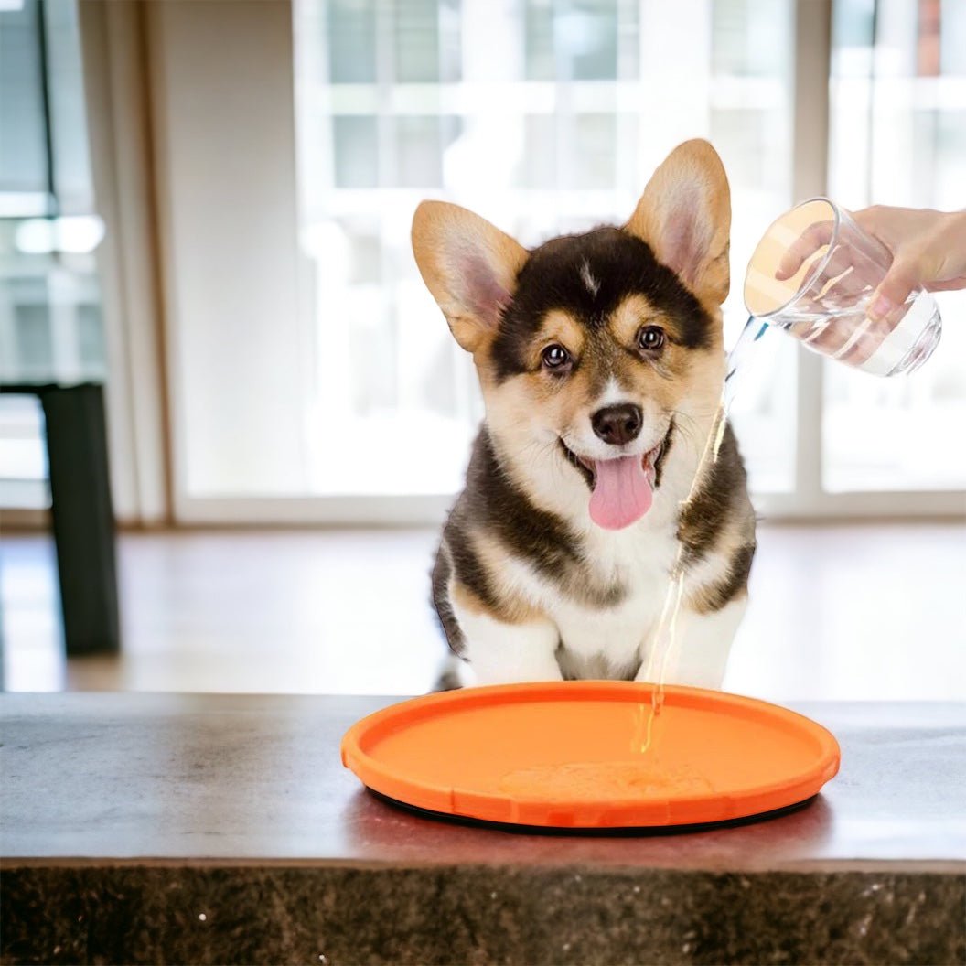 Frisbee - DOGFRIEND - Hundevennen