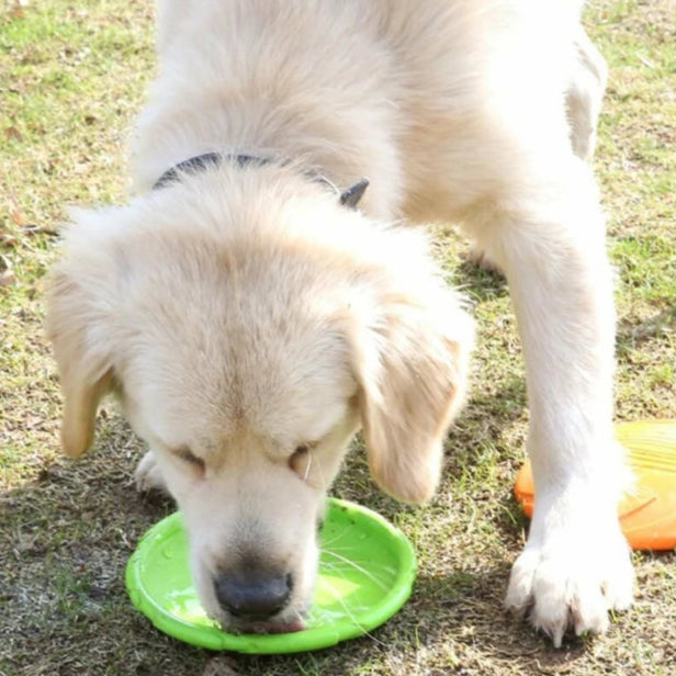 Hundefrisbee