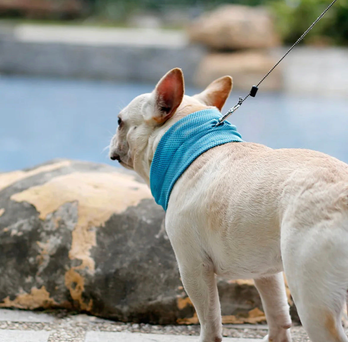 Kjølekrage for hund – Effektiv avkjøling i varme