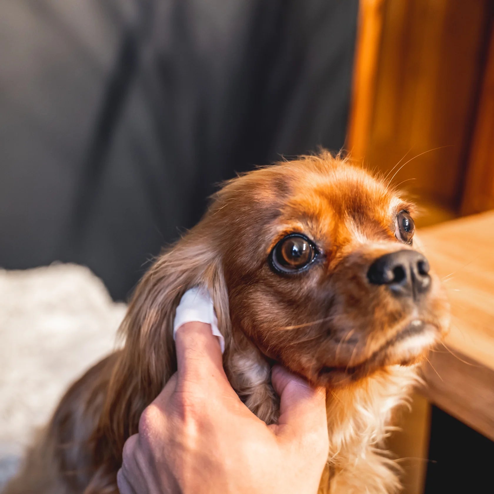 OurPetsLife ørepleieservietter 50 stk