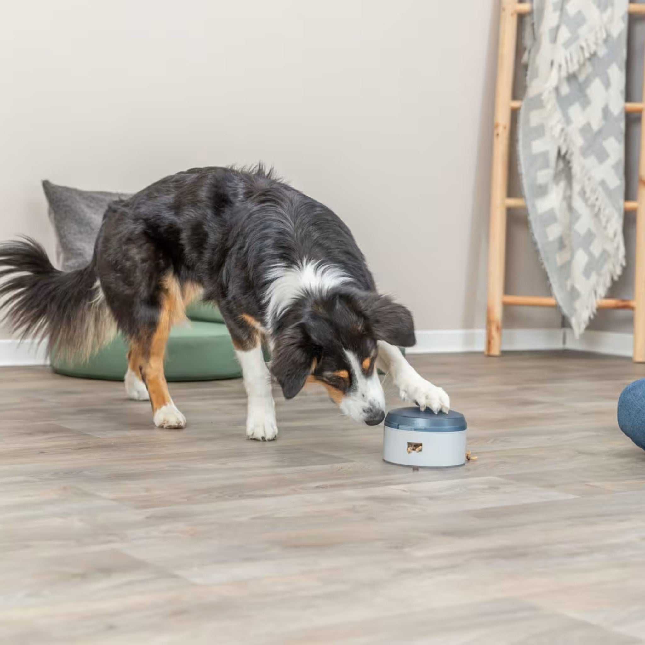 Hundebuzzer – Dog Activity Level 1