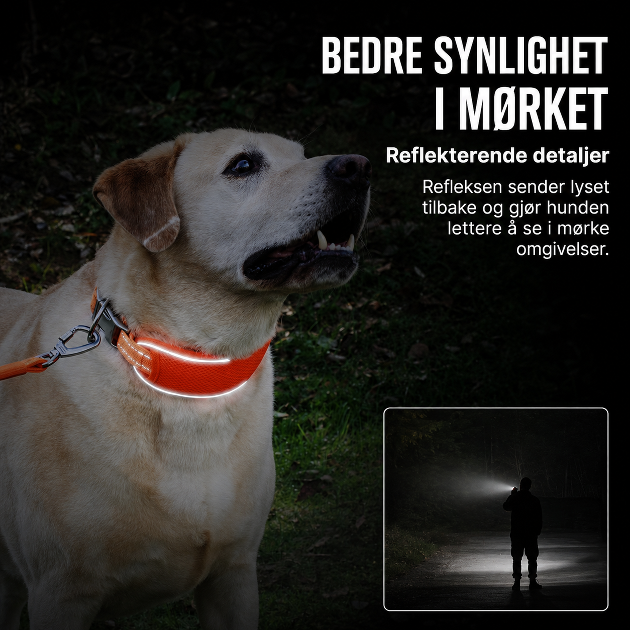 hundehalsbånd med reflekterende kant som blir synlig når den treffes av lys i mørket