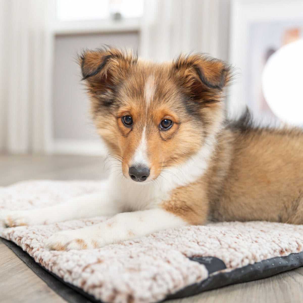 Hund på hundematte Calida fra Trixie i hvitt og brunt