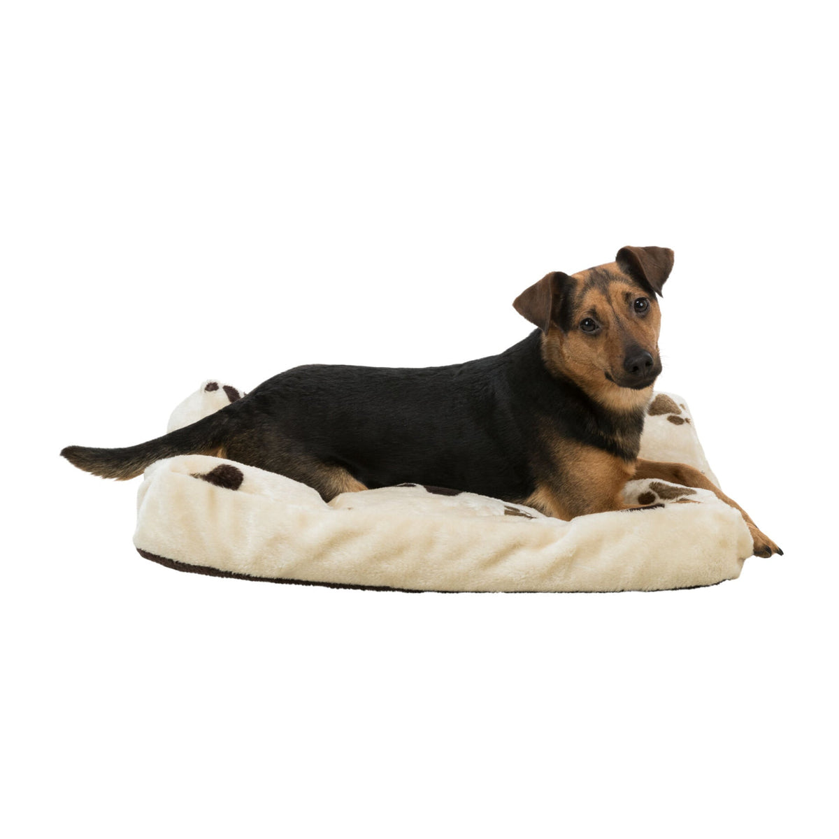 Hund på hundepute Gino med potemønster i beige