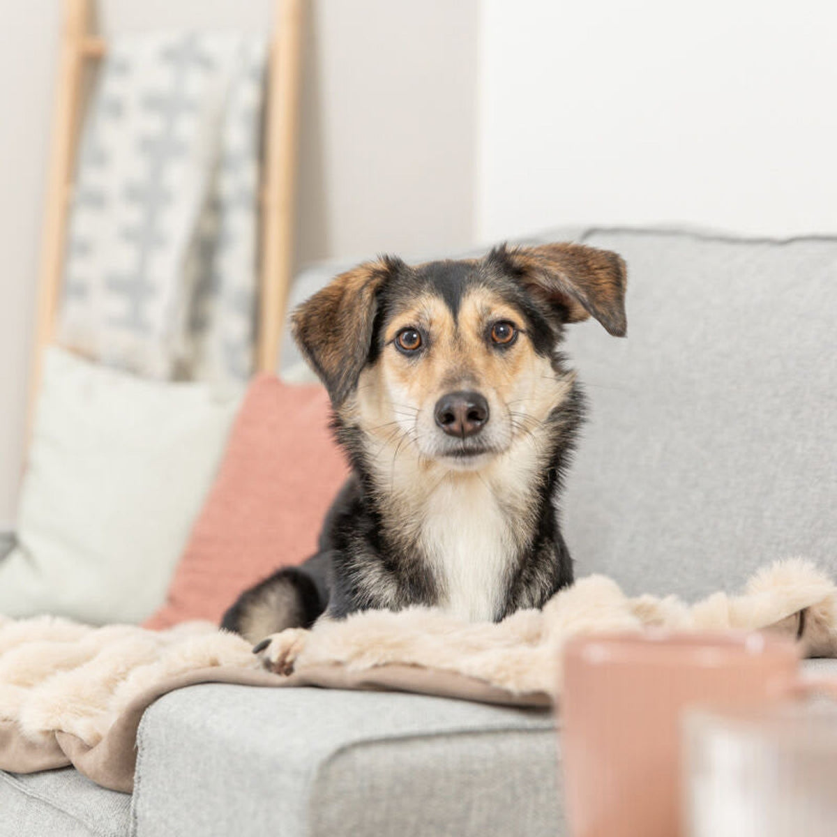 Hund på hundeteppe Elli i myk plysj, sand