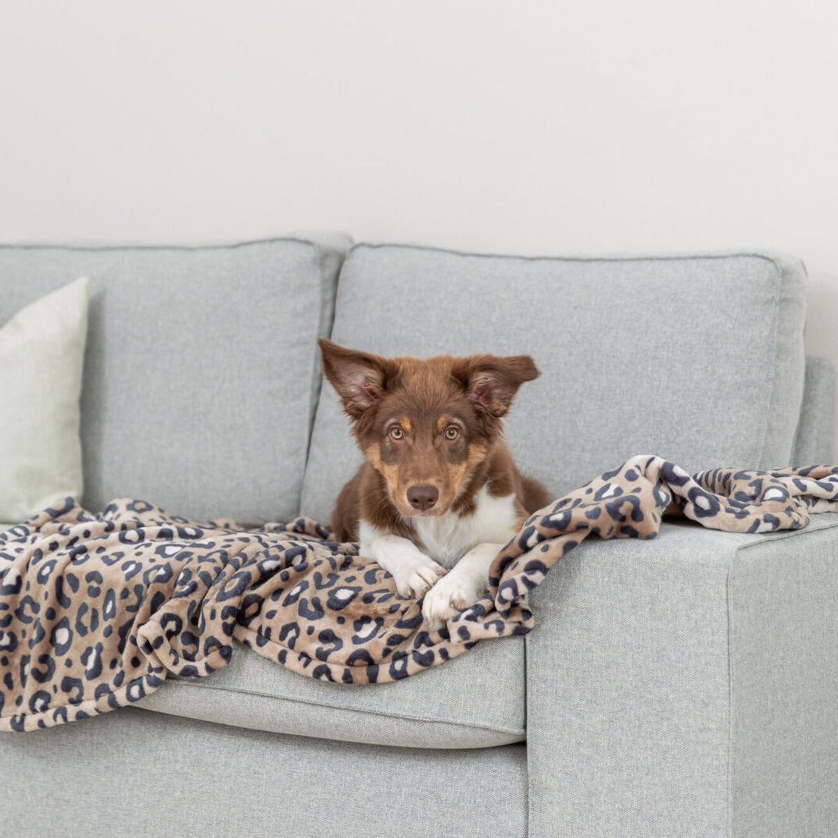 Hund på hundeteppe Leo i softplysj med leopardmønster, brun leopard