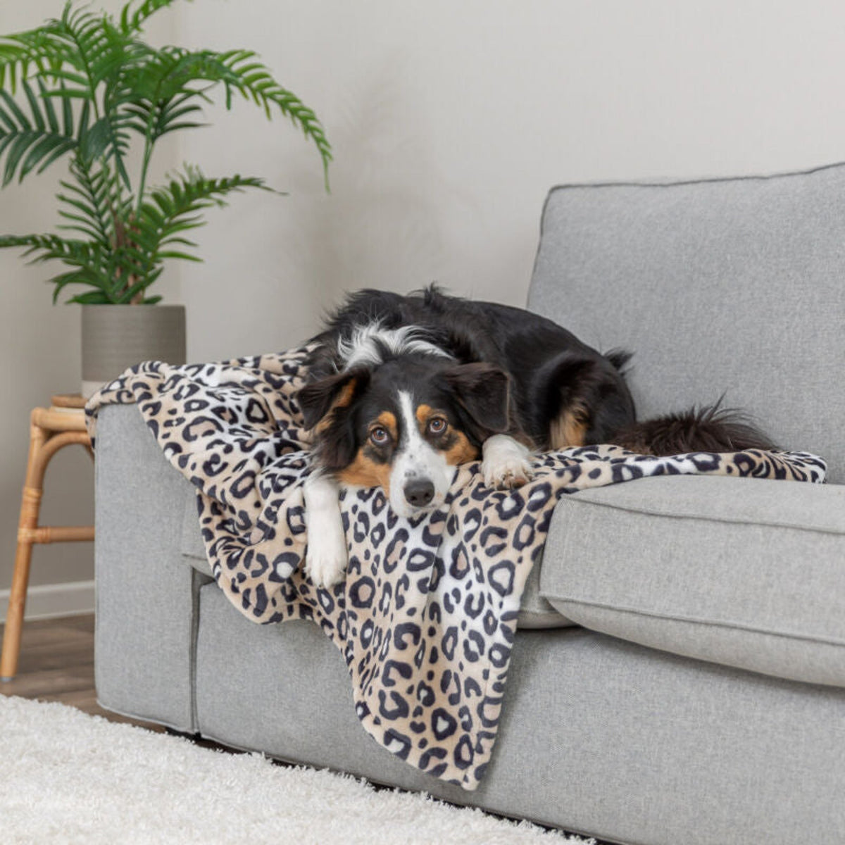 Hund på hundeteppe Leo i softplysj med leopardmønster, krem leopard