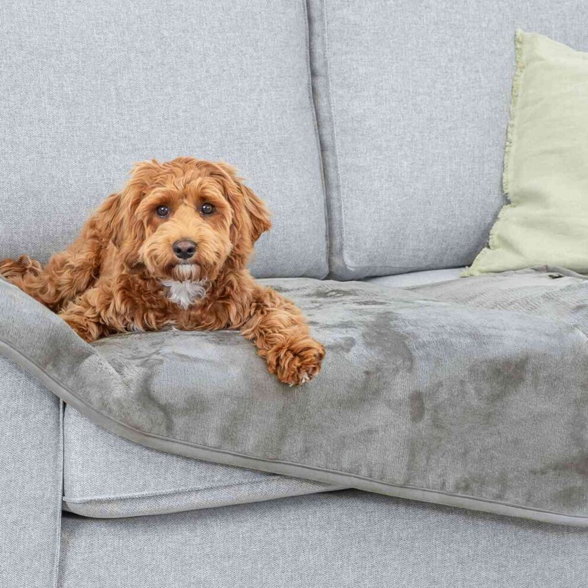 Hund på hundeteppe Levy i plysj med vanntett og sklisikker underside