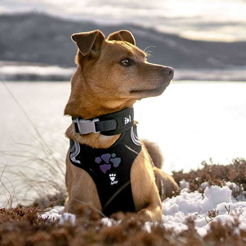 Hurtta Weekend Warrior hundesele