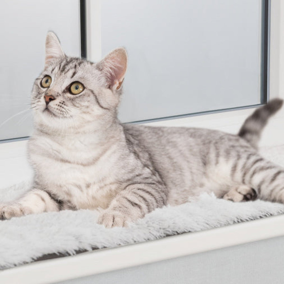 Katt på kattematte Harvey Soft Edition til vinduskarm